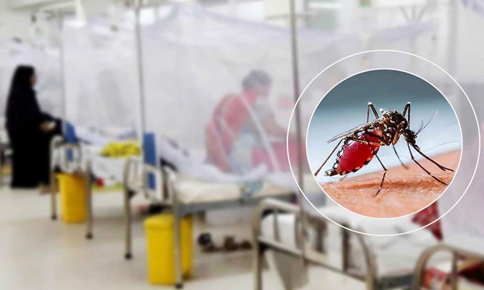 ২৪ ঘণ্টায় ডেঙ্গুতে মৃত্যু নেই, হাসপাতালে ১৯ জন